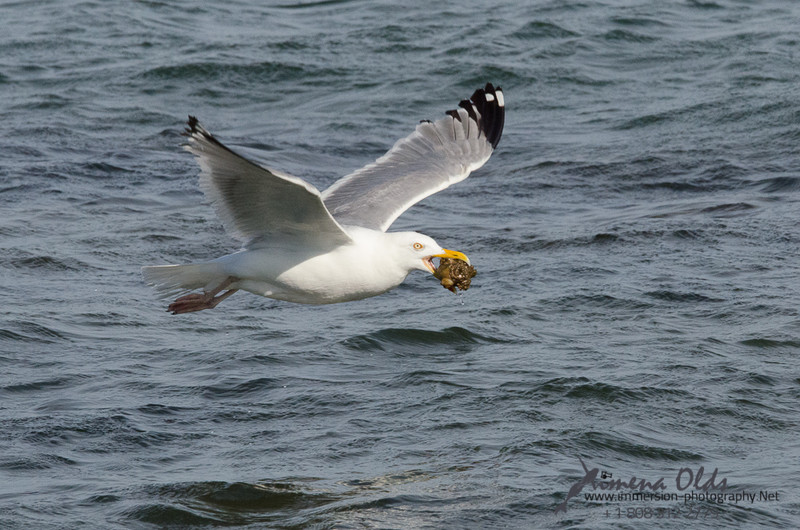  Seagulls-Nantucket- MA-12