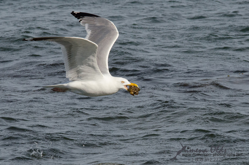  Seagulls-Nantucket- MA-13