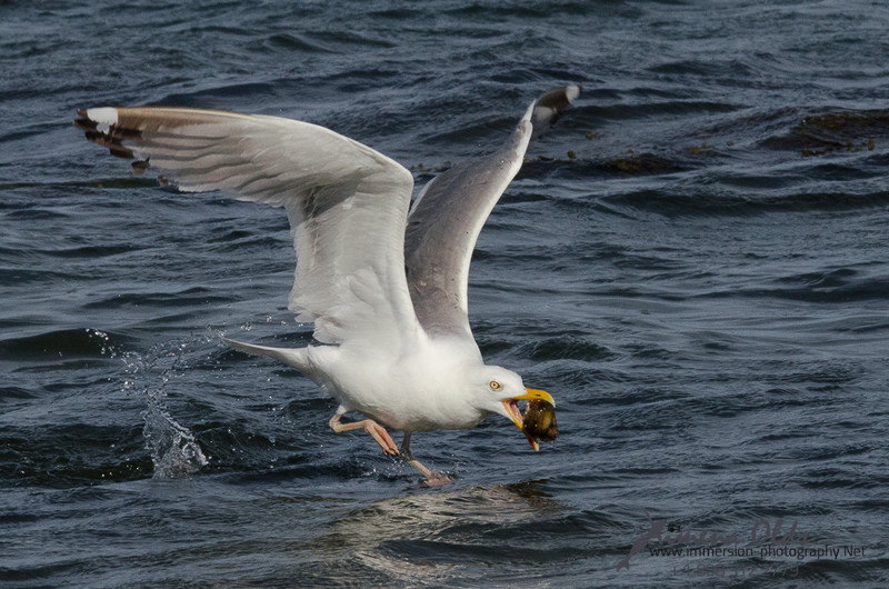  Seagulls-Nantucket- MA-14