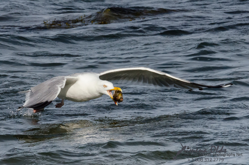  Seagulls-Nantucket- MA-15