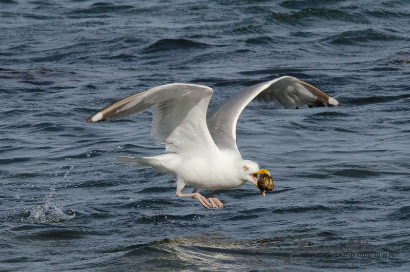  Seagulls-Nantucket- MA-16