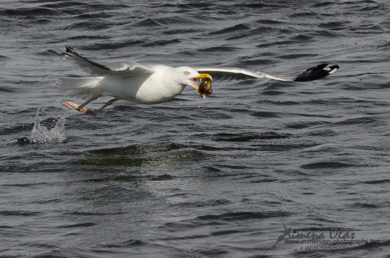 Seagulls-Nantucket- MA-17