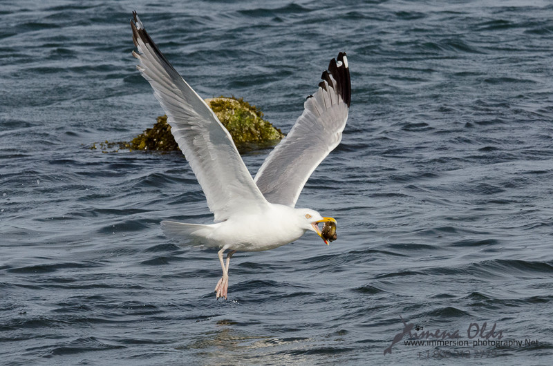  Seagulls-Nantucket- MA-18