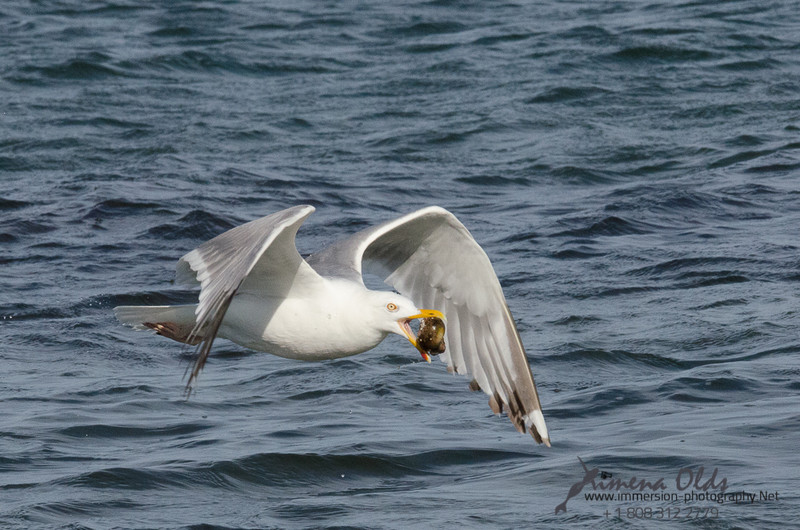  Seagulls-Nantucket- MA-19