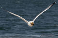  Seagulls-Nantucket- MA-3