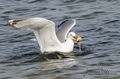  Seagulls-Nantucket- MA-5