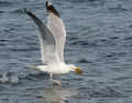  Seagulls-Nantucket- MA-8