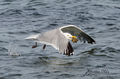  Seagulls-Nantucket- MA-9