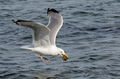  Seagulls-Nantucket- MA-10