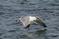  Seagulls-Nantucket- MA-11