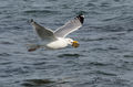  Seagulls-Nantucket- MA-12