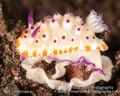 Nudibranch laying eggs