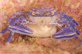 Blue Porcelain crab with eggs