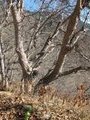 Nogales, Ceviz, Wallnuts tree