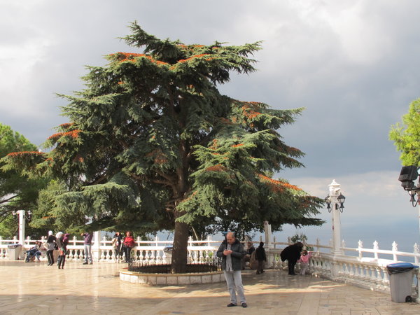 Cedro del Líbano