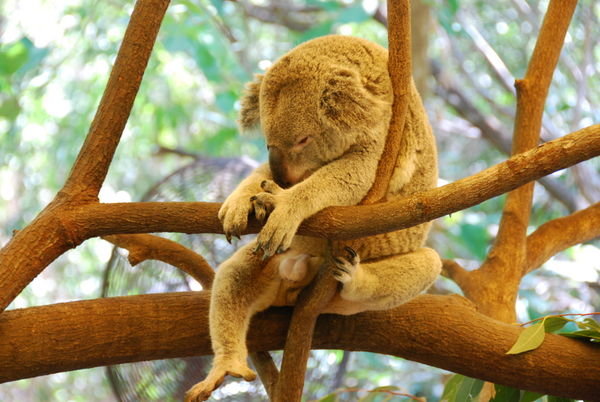 Cutest koala - laziest animal on the planet | Photo