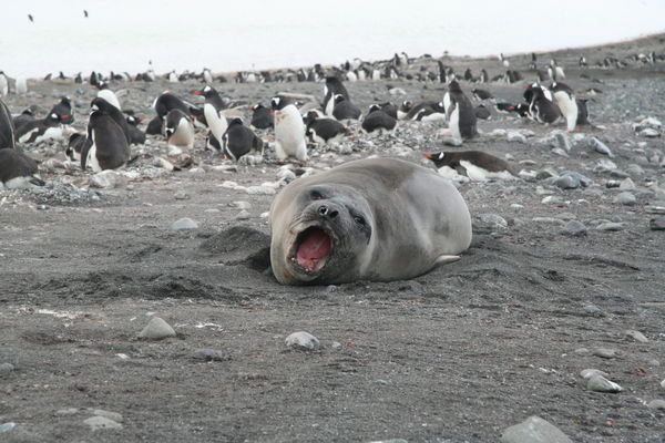 A Young Elephant Seal