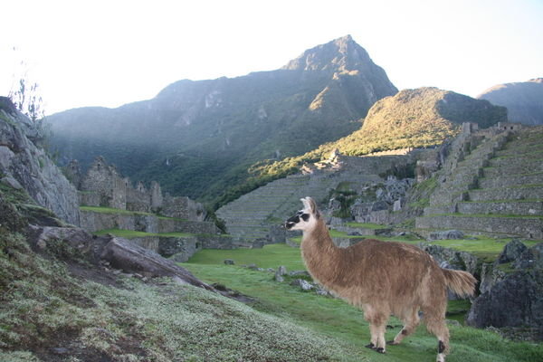Machu Picchu at Dawn