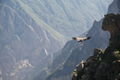 A Condor approaching its landing spot