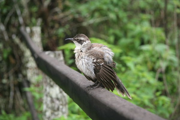 A Galapagos Mockingbird