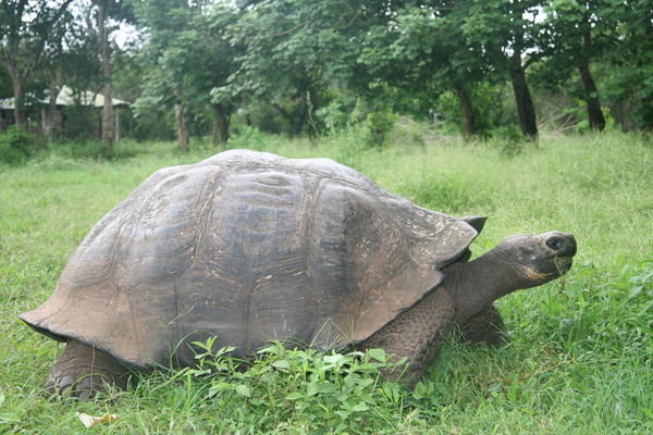 A Giant Galapagos Tortoise