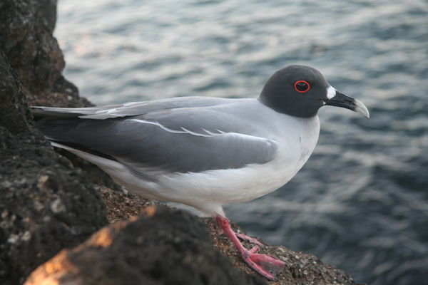 The endangered lava gull