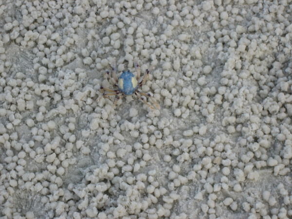  A Soldier Crab on Whitehaven