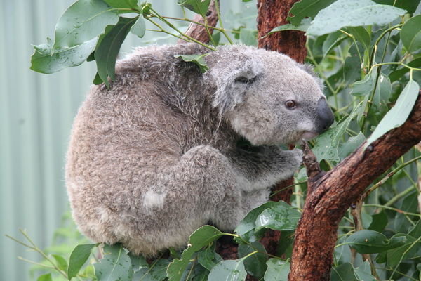 Koala Bear (aka Polar Puff)