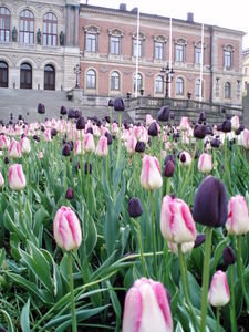 szép tulipánok és a régi egyetemi épület