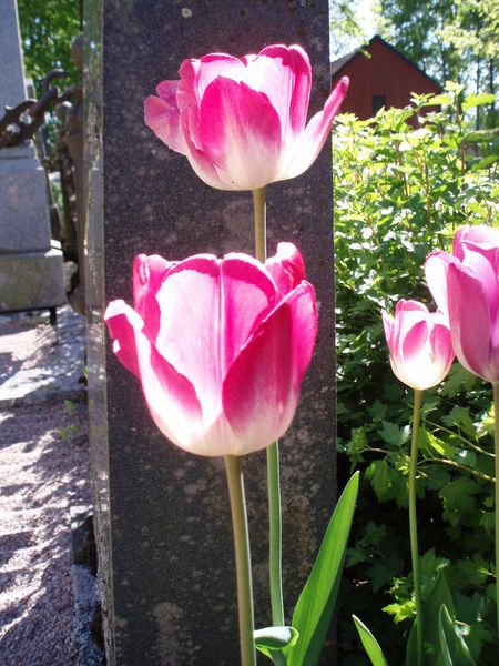 Gamla Uppsala- szép tulipán