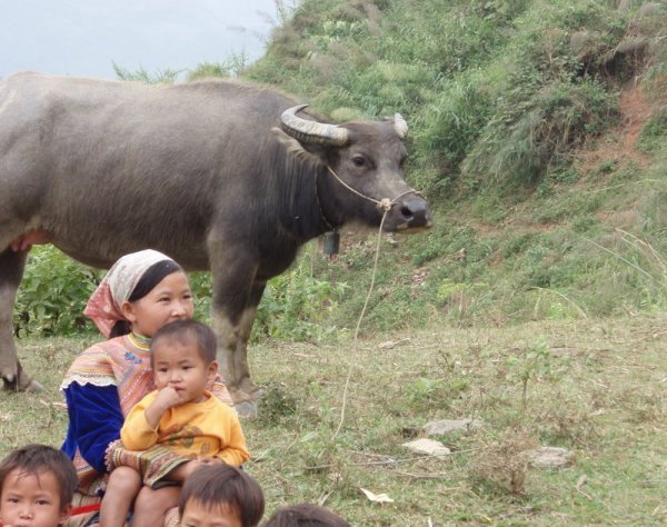 Water buffalo and Hmong people