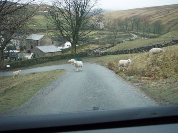 Watching out for livestock on the road