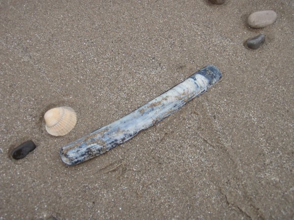 Strange shellfish at Rhyl beach