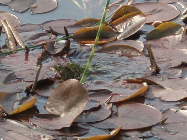 Mating frogs at the local pond - spring is in the air!