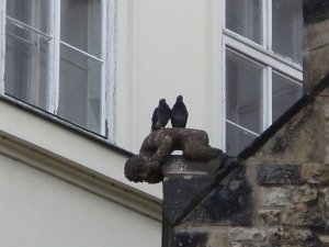 Odd gargoyles at the Curch of St Martin in the Wall