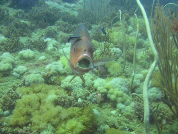 cool fish on the SS Yongala wreck dive