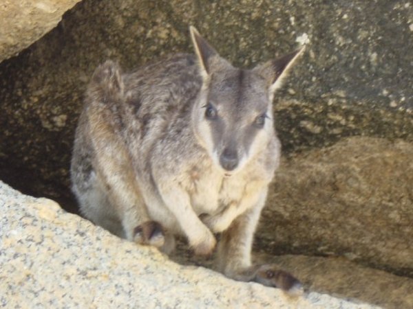 female rock wallaby