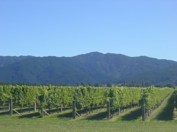 Vineyards in the Marlborough region