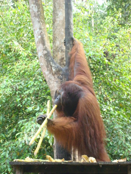Old Male Orangutan