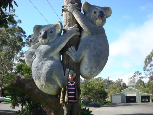 I didn't realise Koala Bears were so big!!!!