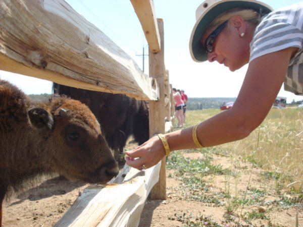 Carol Feeding Buffalo Calf