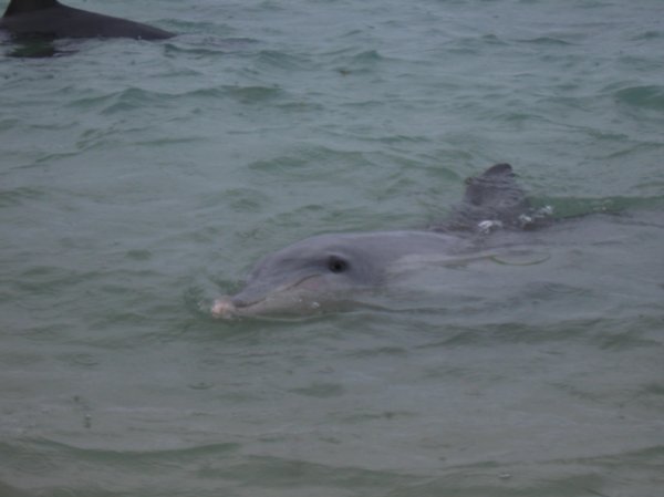 Dolphins @ Monkey Mia