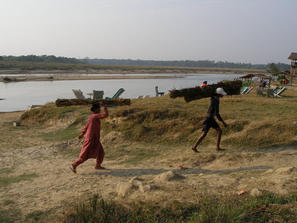 Sklizen travy v Chitwanu