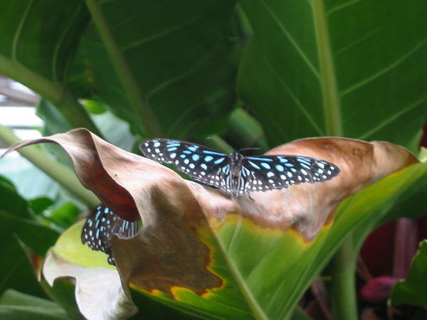 Butterfly at the butterfly farm