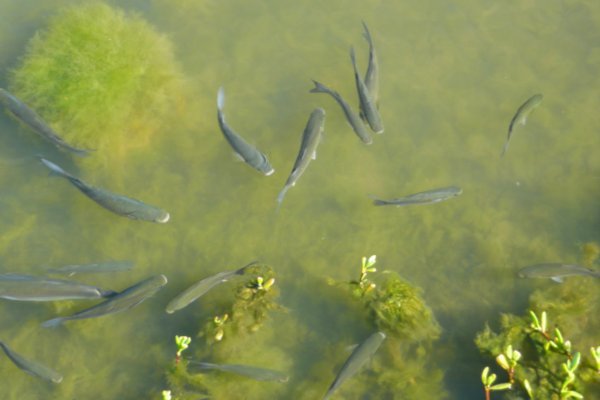 Fish in the lagoon