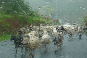 Sheep through the windscreen