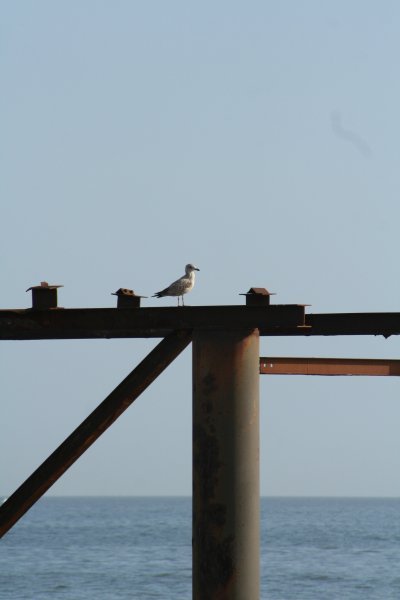 Seagull on old pier