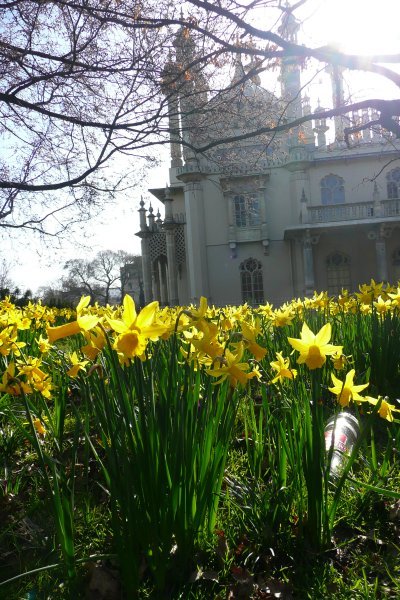 Daffodils and the Pavillion