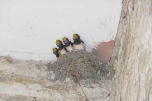Baby swifts waiting to be fed