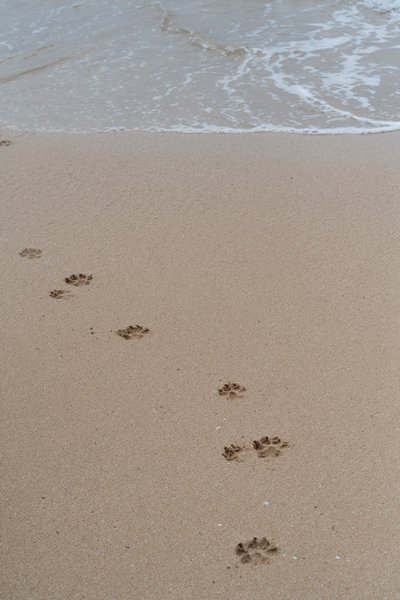 Pawprints, Bombo Beach